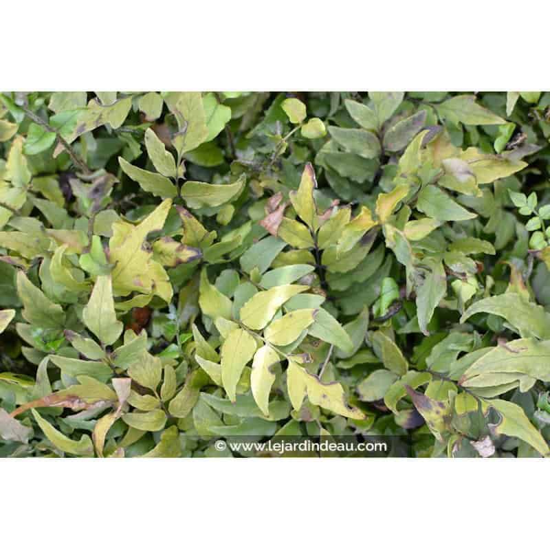 CYRTOMIUM fortunei CYRTOMIUM fortunei