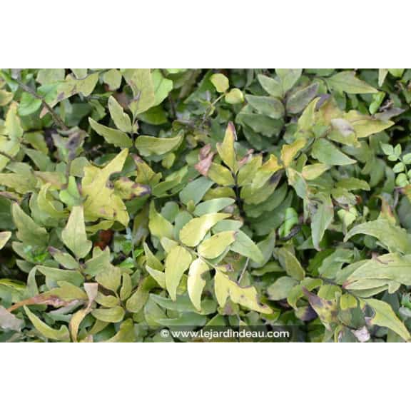 CYRTOMIUM fortunei