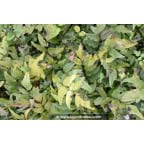 CYRTOMIUM fortunei CYRTOMIUM fortunei