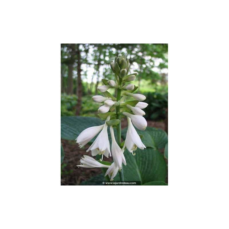 HOSTA 'Big Daddy' HOSTA 'Big Daddy'