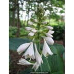 HOSTA 'Big Daddy' HOSTA 'Big Daddy'