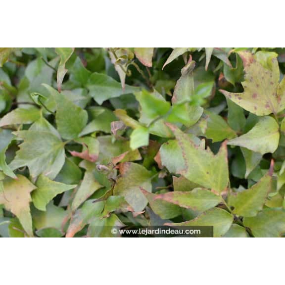 CYRTOMIUM falcatum
