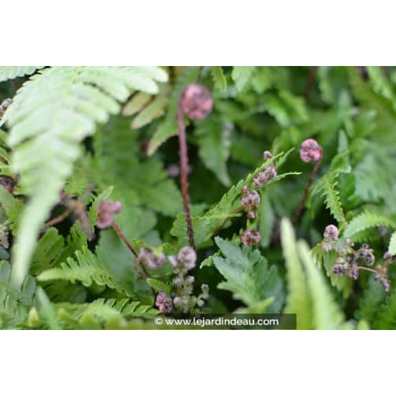 DRYOPTERIS erythrosora