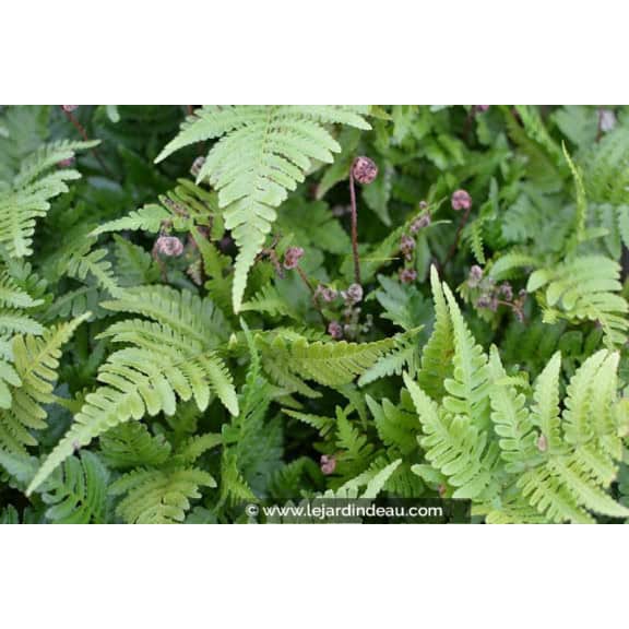 DRYOPTERIS erythrosora