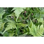 DRYOPTERIS erythrosora DRYOPTERIS erythrosora