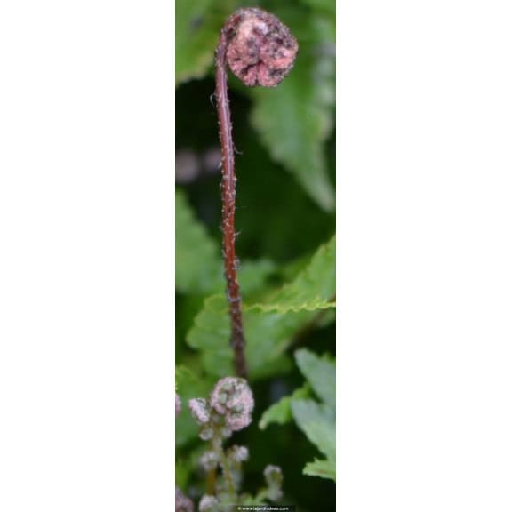 DRYOPTERIS erythrosora