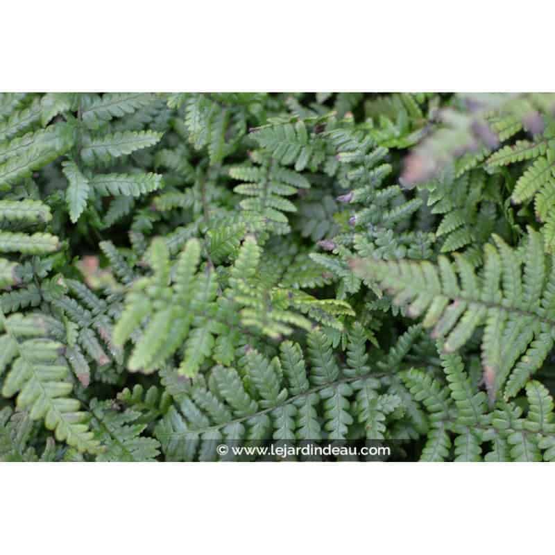 Dryopteris affinis Dryopteris affinis