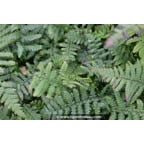 Dryopteris affinis Dryopteris affinis