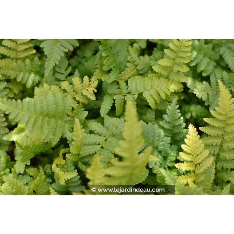 DRYOPTERIS filix-mas DRYOPTERIS filix-mas