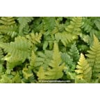 DRYOPTERIS filix-mas DRYOPTERIS filix-mas