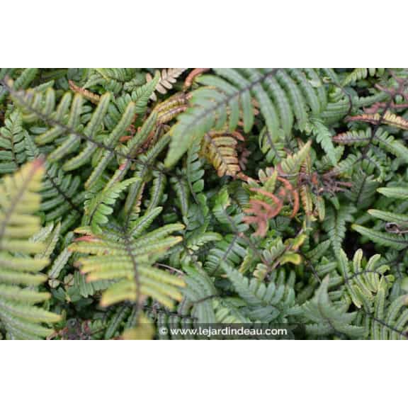 DRYOPTERIS wallichiana