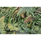 DRYOPTERIS wallichiana DRYOPTERIS wallichiana