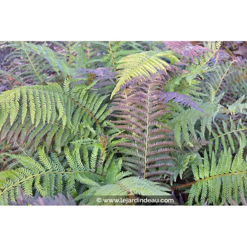 POLYSTICHUM setiferum POLYSTICHUM setiferum