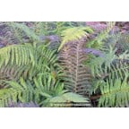 POLYSTICHUM setiferum POLYSTICHUM setiferum