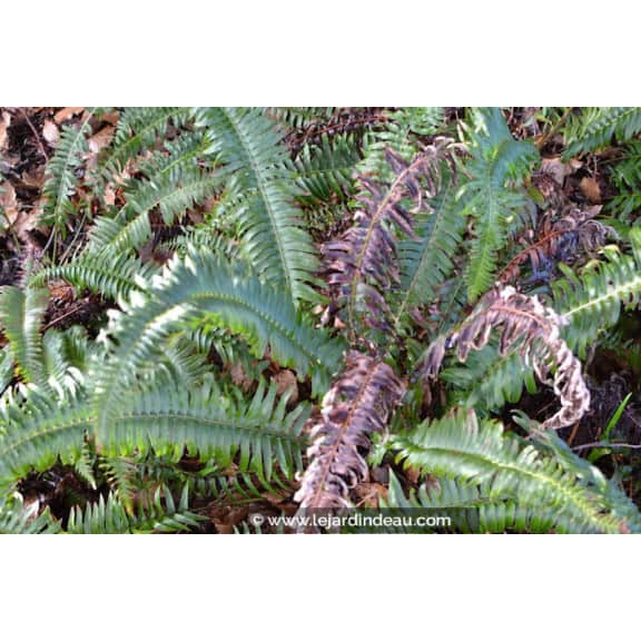 POLYSTICHUM munitum