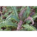 POLYSTICHUM munitum POLYSTICHUM munitum