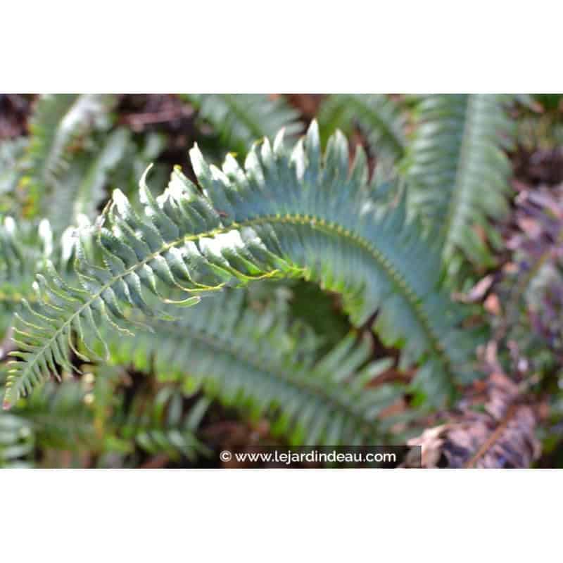 POLYSTICHUM munitum POLYSTICHUM munitum