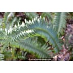 POLYSTICHUM munitum POLYSTICHUM munitum