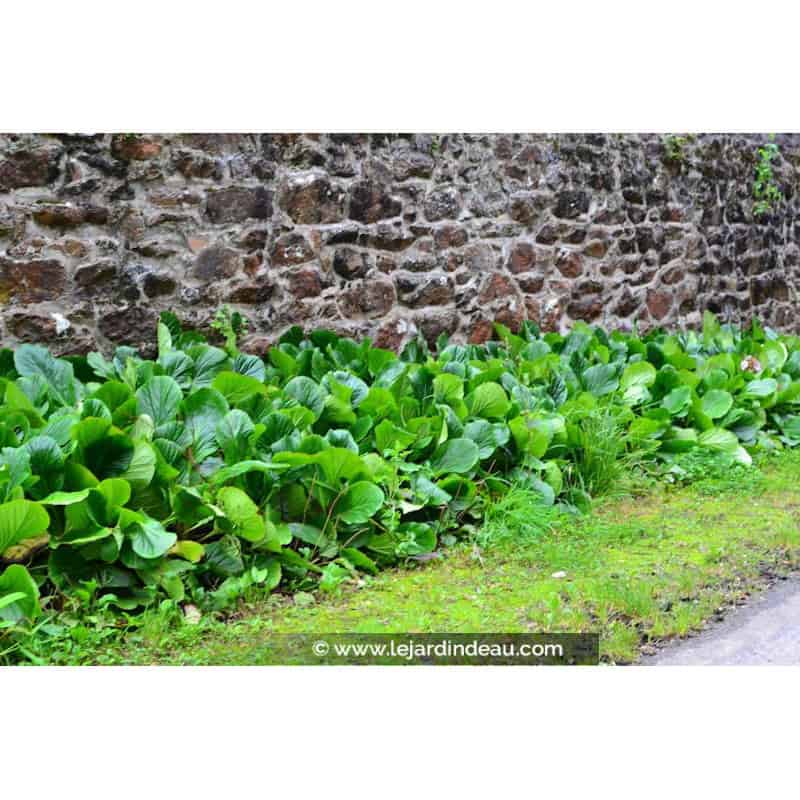 BERGENIA cordifolia BERGENIA cordifolia