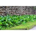 BERGENIA cordifolia BERGENIA cordifolia