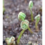 MATTEUCCIA orientalis MATTEUCCIA orientalis