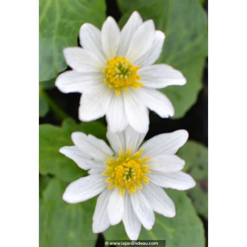 CALTHA leptosepala CALTHA leptosepala