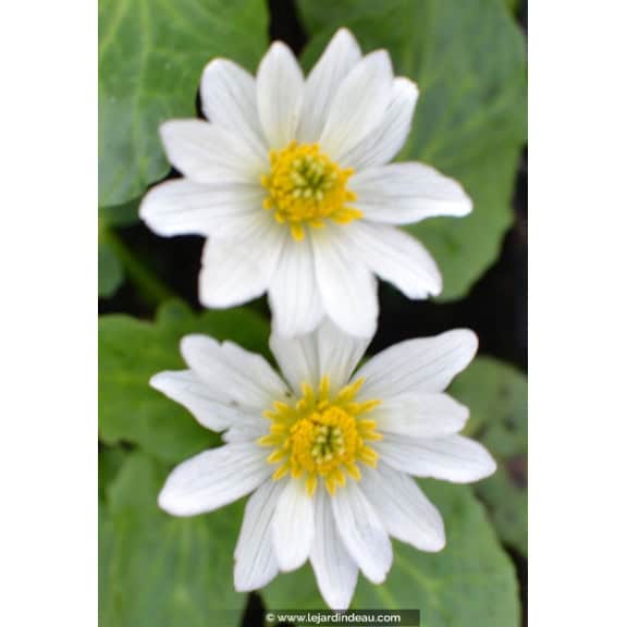 CALTHA leptosepala