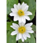 CALTHA leptosepala CALTHA leptosepala