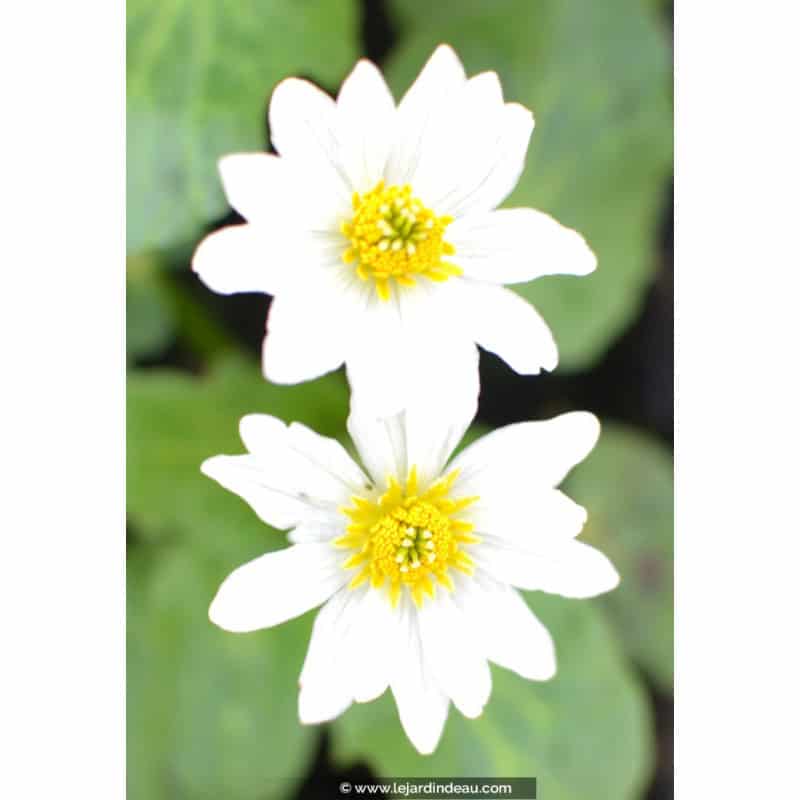 CALTHA leptosepala CALTHA leptosepala