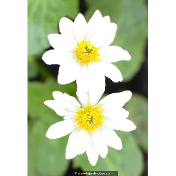 CALTHA leptosepala