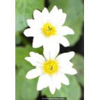 CALTHA leptosepala CALTHA leptosepala