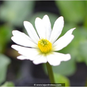 CALTHA leptosepala - Populage blanc américain