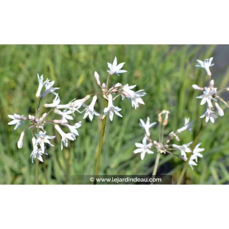 TULBAGHIA violacea 'Alba' TULBAGHIA violacea 'Alba'