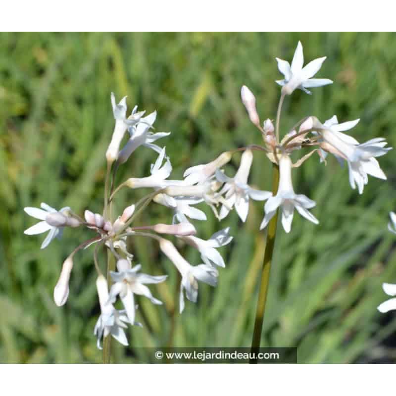 TULBAGHIA violacea 'Alba' TULBAGHIA violacea 'Alba'