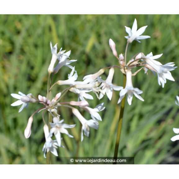 TULBAGHIA violacea 'Alba'