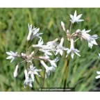 TULBAGHIA violacea 'Alba' TULBAGHIA violacea 'Alba'