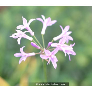 TULBAGHIA violacea \'Silver Lace\' - Tulbaghie à feuilles panachée