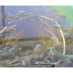 MYRIOPHYLLUM spicatum MYRIOPHYLLUM spicatum