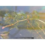MYRIOPHYLLUM spicatum MYRIOPHYLLUM spicatum