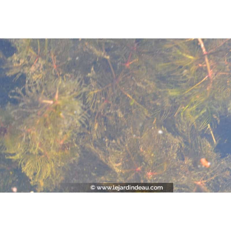 MYRIOPHYLLUM spicatum MYRIOPHYLLUM spicatum