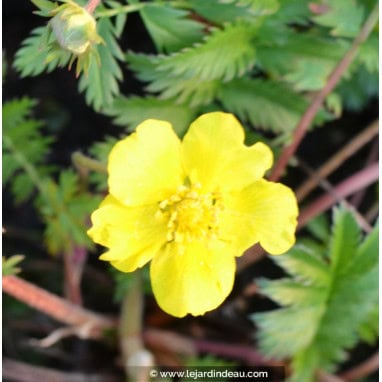 POTENTILLA anserina - Potentille ansérine
