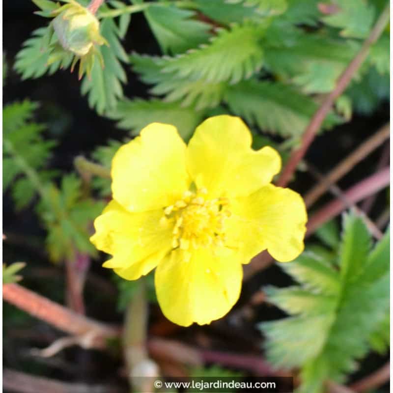 POTENTILLA anserina POTENTILLA anserina