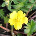 POTENTILLA anserina POTENTILLA anserina