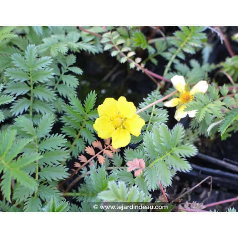 POTENTILLA anserina POTENTILLA anserina