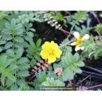 POTENTILLA anserina POTENTILLA anserina