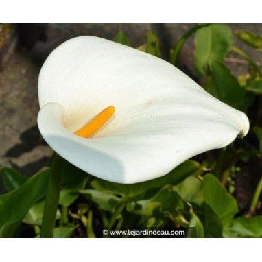 ZANTEDESCHIA aethiopica - Arum d\'Éthiopie