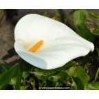 ZANTEDESCHIA aethiopica ZANTEDESCHIA aethiopica