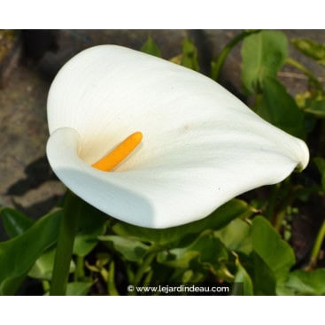 ZANTEDESCHIA aethiopica - Arum d\'Éthiopie