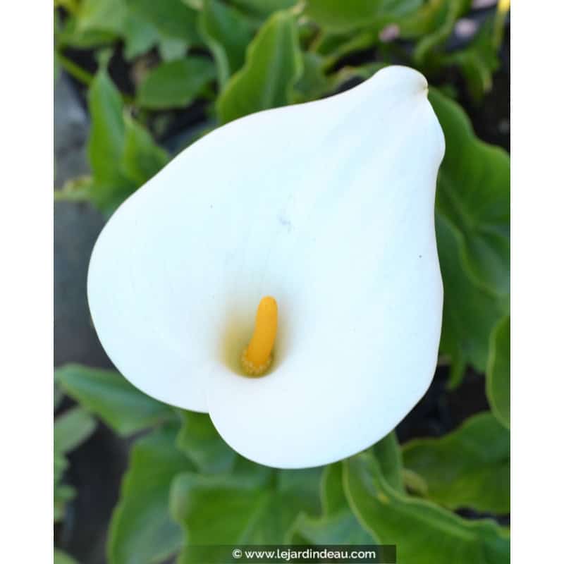 ZANTEDESCHIA aethiopica ZANTEDESCHIA aethiopica
