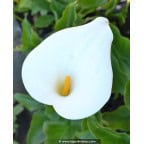 ZANTEDESCHIA aethiopica ZANTEDESCHIA aethiopica